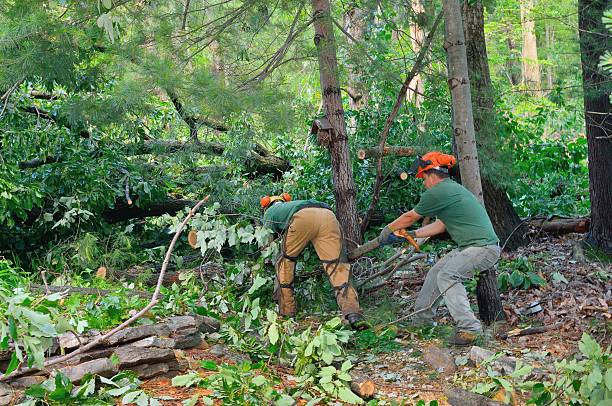 Best Tree Preservation Services  in USA